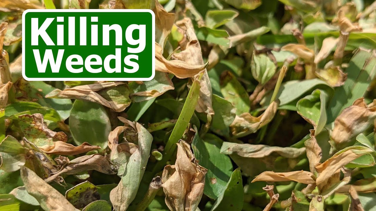 Fall Weed Control Options in Warm Season Lawns