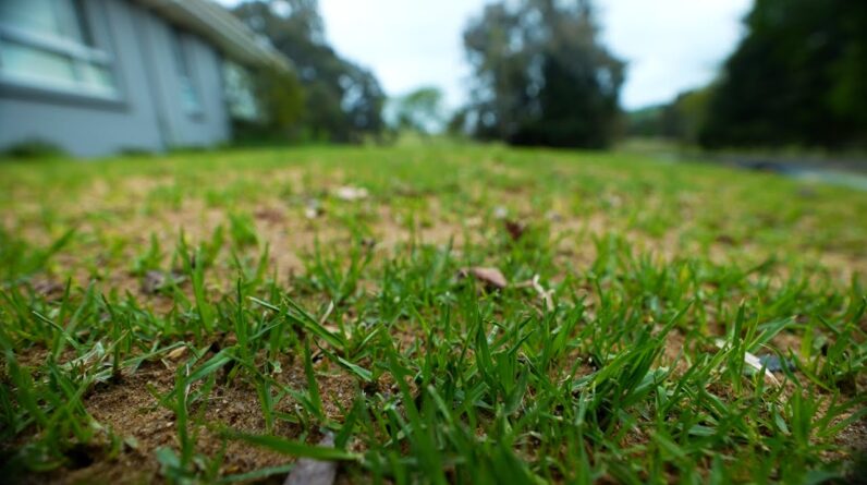 How Does My Lawn Look A Week After Reno? // Fixing Washed Topdress and Fertilising my Kikuyu
