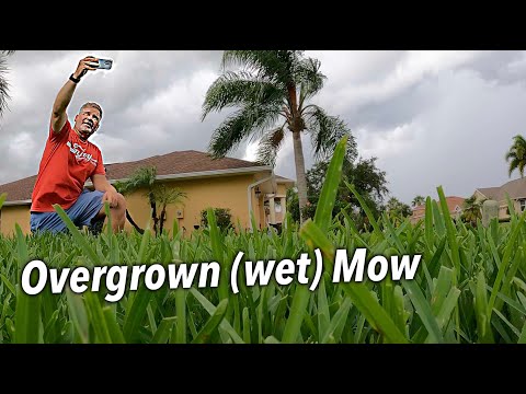 How To Tame an Overgrown Lawn (No Residual Damage)