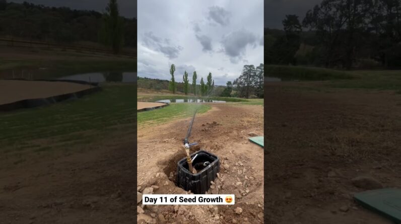 Day 11 into seeding the Perennial Ryegrass. How good is that colour and growth so far 😍😍