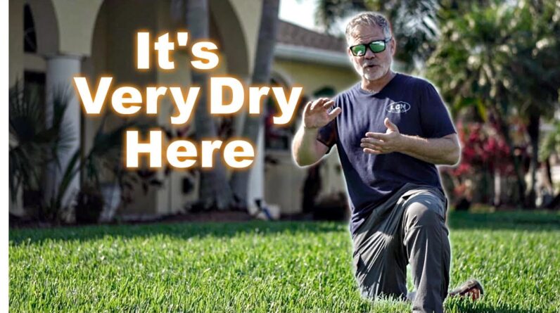 Dry Lawn // Gulf States Watering Tips In The Dry Season