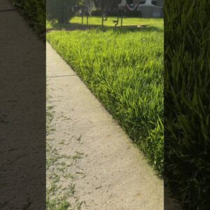 Which Is Better? String vs Bladed Edger #lawn #lawncarenut