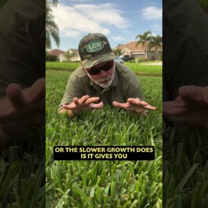 Best Grass For Texas? #texas #lawncare