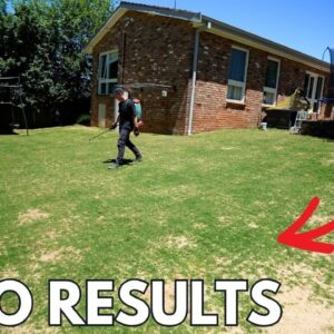 Lawn Renovation Results 2 Weeks Later