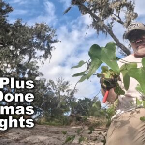 Thorny Vine Taking Over My Property