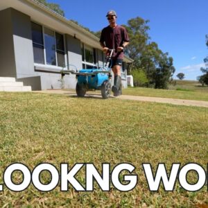 Have We Ruined This Lawn? // Bermuda Couch Update & Green Topdress