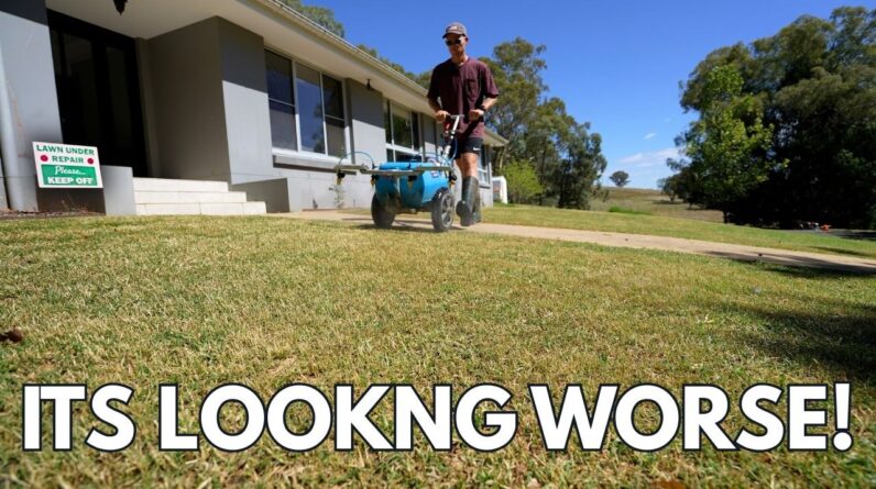 Have We Ruined This Lawn? // Bermuda Couch Update & Green Topdress