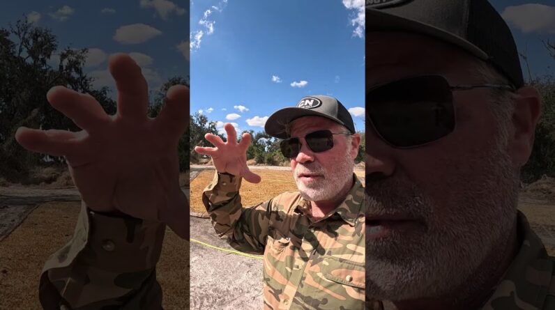 NEW SOD - Should Your Apply Pre-Emergent Prodiamine?  #lawncare