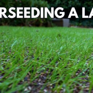 First Mow On My 14 day Old Seed?! // Bermuda Couch Overseed