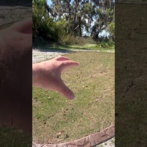 💦 Who Says Zoysia Needs Less Water? 💦