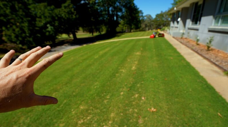 How I'm Helping This Lawn Fill Out in 4 Weeks