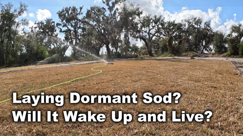 Ok To Plant Dormant Sod? Will Dormant Sod Planted in Winter Survive?